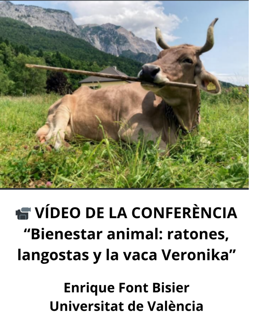 📺 Ja disponible el VÍDEO de la conferència “Bienestar animal: ratones, langostas y la vaca Veronika”, Enrique Font Bisier – Universitat de València